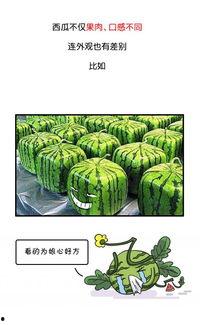 历史博主吃瓜,揭秘那些不为人知的宫廷秘闻