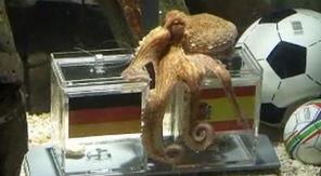 章鱼保罗吃瓜,揭秘海洋生物的趣味瞬间