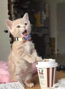 小奶猫 网红,网络红星的萌动魅力